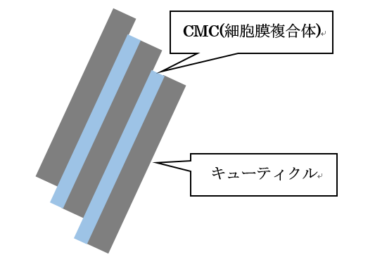 CMC(細胞膜複合体)